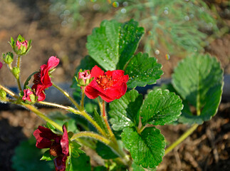 truskawka z czerwonymi kwiatami, truskawka ozodbna, truskawka Summer breeze, Fragaria × ananassa, 