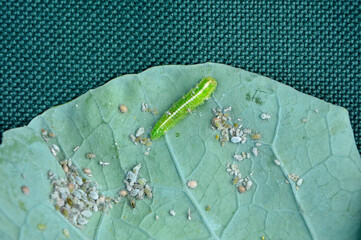 larwa bzyga na liściu, larwa bzyga zjadajaca mszyce, Bzygowate, Syrphidae, Hoverflies, hoverfly larvae, larva of hoverflies that hunt aphids, colony of aphids on a plant and their natural enemy © kateej