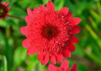 czerowny, pełny kwiat jeżówki purpurowej, Echinacea purpurea, red flower of purple coneflower, Echinacea purpurea variety, double flowered Coneflower Echinacea	
