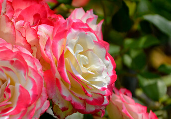 biało-różowa róża w ogrodzie, pink rose in the garden, róża rabatowa odmiana "Jubilee du Prince de Monaco", Rose 'Jubilée du prince de Monaco' © kateej