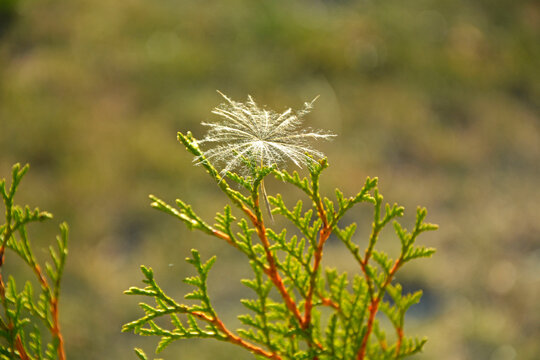 nasiono dmuchawca zaczepione na gałzce tui, pierzaste nasiono dmuchawca na galęzi drzewa iglstego, dandelion seeds hooked on a thuja twig, feathery dandelion seeds on a conifer branch, puszyte nasiona