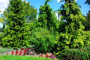 Bambus mrozoodporny i tuje, fargesia, bambus, Fargesia, bamboo on the flowerbed, umbrella bamboo,...