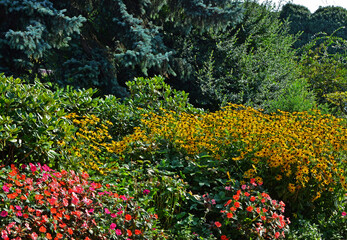 Niecierpek i rudbekia w ogrodzie, r&oacute;zowe i z&oacute;łte kwiaty na tle zielonych krzew&oacute;w, Impatiens, Rudbeckia fulgida, Impatiens and rudbeckia in the garden, pink and yellow flowers with green bushes