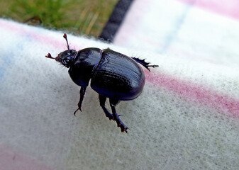 Żuk gnojowy na jasnym tle, Geotrupes, Geotrupes stercorarius, Anoplotrupes stercorosus dor beetle, is a species of earth-boring dung beetle	