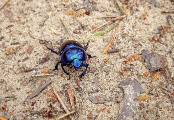Żuk gnojowy na jasnym tle, Geotrupes, Geotrupes stercorarius, Anoplotrupes stercorosus dor beetle, is a species of earth-boring dung beetle	