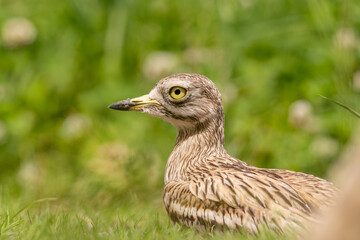 portrait d'un oedicnème criard de très près,