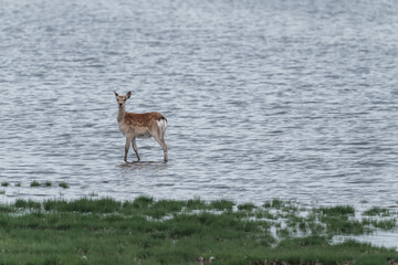 野付半島のエゾシカ　北海道道東の野生動物