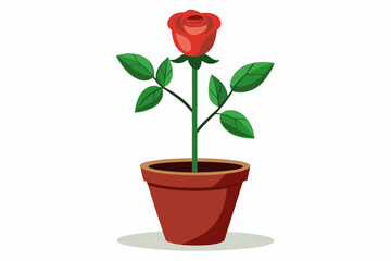 Rose in pot isolated