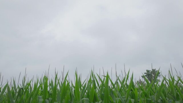 Moving cinematic shot of grasses under cloudy day in soybean field. Daytime.