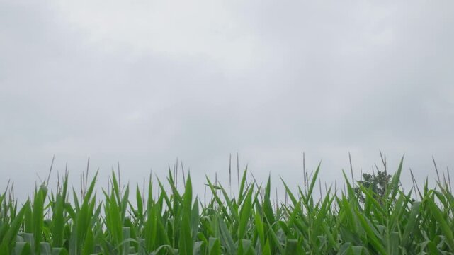 Low angle view of grasses with cloudy skyscape at background.