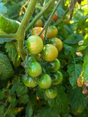 green tomato