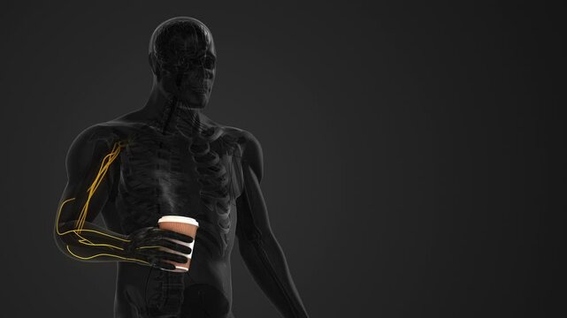 External nervous pathways to brain for touch sensation