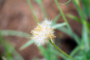 Dew-Kissed Dandelion Seed Head in Soft Morning Light - A Symbol of Change and Resilience, Capturing Nature’s Delicate Beauty and Fragility