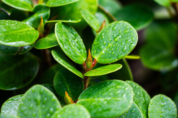 Glistening Morning Dew on Fresh Green Leaves - Capturing the Essence of Nature’s Tranquility