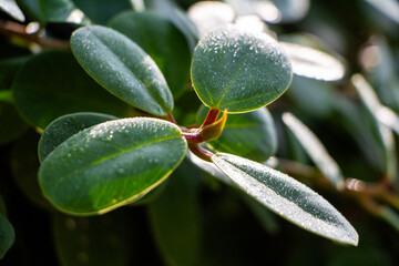 Close-up View of Fresh Dew Drops on Vibrant Green Leaves in Sunlight - Capturing Nature’s Serene Beauty and Freshness