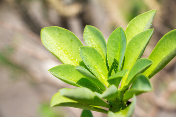 Fresh Dew Drops Glistening on Vibrant Green Leaves in Natural Light - A Captivating Study of Nature’s Purity and Growth