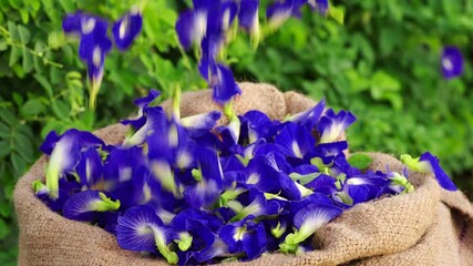 Spectacular shot of fresh blue butterfly pea flowers falling on slow-motion on farm, plants in the background, harvest