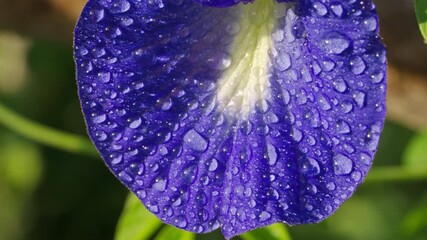 Extreme close-up of a blue purple butterfly pea flower with dew drops