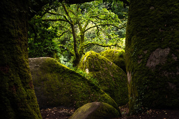 Naklejka premium Foret de Huelgoat Finistère bretagne