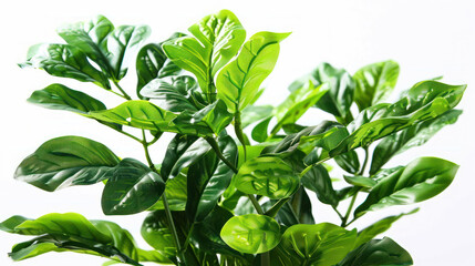 Obraz premium Lush green leaves of vibrant plant create refreshing and lively atmosphere, perfect for enhancing any indoor space with touch of nature