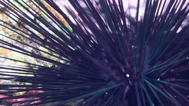 Common long-spines sea urchin (Diadema paucispinum) crawls along the surface of a coral rock, close-up.