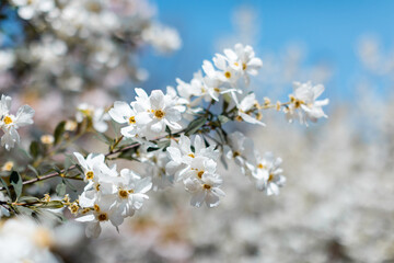 apple blossom in the garden spring time - Image