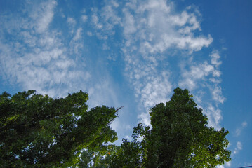 The crowns of the poplars rise towards the blue sky.
White clouds float against the blue sky and trees.