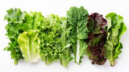 Fresh Organic Lettuce Varieties on White Background Promoting Sustainable Eating