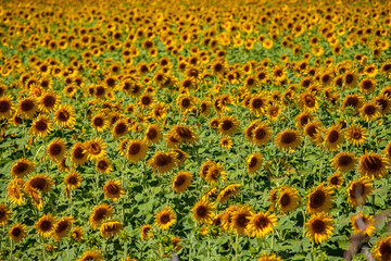 Sunflower field shining under the bright sun in summer