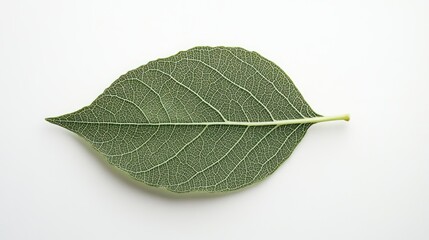 Obraz premium A Single Green Leaf with Visible Veins Isolated on a White Background