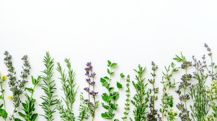 Assortment of Fresh Herbs and Flowers on White Background