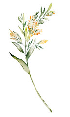 Watercolor Blooming Twig with small inflorescences. Botanical element meadowsweet on isolated background for wedding invitations or greeting cards. Hand drawn sketch of plant.