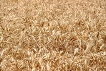 Vue sur des épis de blé à maturation dans un champ de blé en Beauce