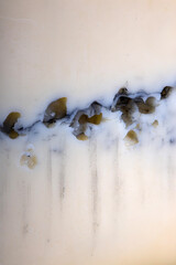 Macro shot of a slice of morbier cheese showing mould