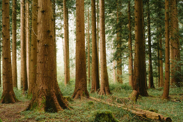Green forest scene. Tall pine tree trunks, lush green vegetation, late summer early morning light,...