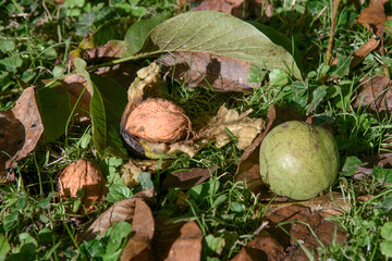 Automne r&eacute;colte noix