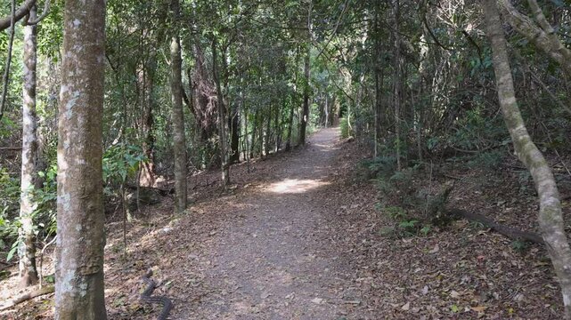 Python on Rainforest Path