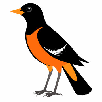 recommend clip art: An Oriole Vector illustration on a white background