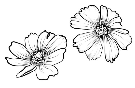 a set of drawings by hand of flowers of cosmea vector