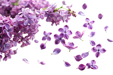 A cluster of vibrant lilac flowers with individual petals floating around, giving a dynamic and delicate floral arrangement against a transparent background