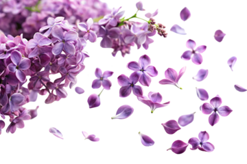 A cluster of vibrant lilac flowers with individual petals floating around, giving a dynamic and delicate floral arrangement against a transparent background