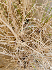 Capsules of dry flax seed in sheaves. Ripe dry flax plants before harvesting. Dry flax on a white background.