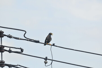 electricity wire and a bird ,myna or hill myna bird in sky background