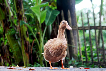 a duck is standing on a concrete surface in front of a fence.