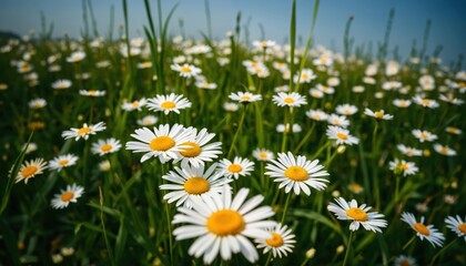 A serene field of white daisies with yellow centers, surrounded by tall green grass, is captured from a low angle, emphasizing the vastness of the scene and the beauty of nature