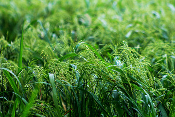 a field of grass with rain drops on it