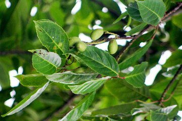 Wonderful background with olives on olive tree