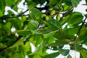 Wonderful background with olives on olive tree