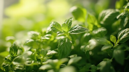 Obraz premium Close-up of Lush Green Basil Plant with Sunlight Filtering Through Leaves