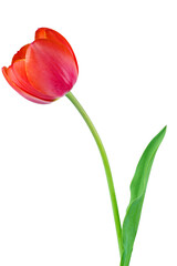 Beautiful tender spring tulip isolated on white background